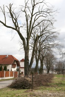 Týniště nad Orlicí, Petrovičky, 13.4.2013
Lípy s výletovými otvory krasců lipových.



Keywords: Týniště nad Orlicí Petrovičky krasec lipový Lamprodila rutilans