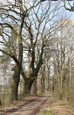 Petrovice nad Orlicí, 16.4.2010
V Končinách. Západní okraj dubové aleje. 
Klíčová slova: Petrovice nad Orlicí V Končinách Ampedus cardinalis