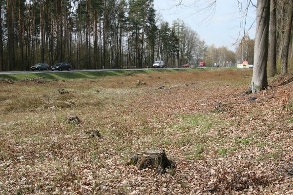 Petrovice nad Orlicí, 16.4.2010
V Končinách. Smutný pohled na holoseč jednoho z posledních zbytků listnatých porostů mezi dubovou alejí a státní silnicí. 
Keywords: Petrovice nad Orlicí V Končinách