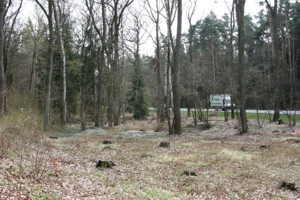 Petrovice nad Orlicí, 16.4.2010
V Končinách. Pohled přes holoseč na jeden z posledních zbytků listnatých porostů mezi dubovou alejí a státní silnicí. 
Keywords: Petrovice nad Orlicí V Končinách