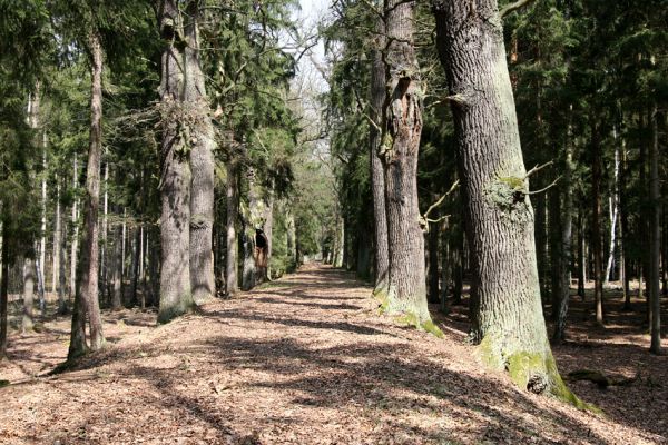 Petrovice nad Orlicí, 16.4.2010
Bědovické obory - Na Zeleném Stavě, dubová alej. Jižní část obory je zamořena výsadbou introdukovaných smrků.
Mots-clés: Petrovice nad Orlicí Na Zeleném Stavě Osmoderma eremita barnabita Ampedus cardinalis