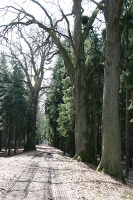 Petrovice nad Orlicí, 16.4.2010
Bědovické obory - Na Zeleném Stavě, dubová alej. Jižní část obory je zamořena výsadbou introdukovaných smrků.
Mots-clés: Petrovice nad Orlicí Na Zeleném Stavě Osmoderma eremita barnabita Ampedus cardinalis