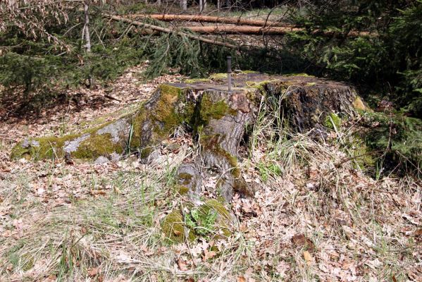 Petrovice nad Orlicí, 16.4.2010
Podříznutý buk u křižovatky u odbočky k Petrovické hájovně. 
Schlüsselwörter: Petrovice nad Orlicí