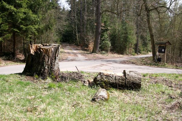 Petrovice nad Orlicí, 16.4.2010
Dva majestátné kmeny buků na křižovatce u odbočky k Petrovické hájovně jsou minulostí.
Klíčová slova: Petrovice nad Orlicí