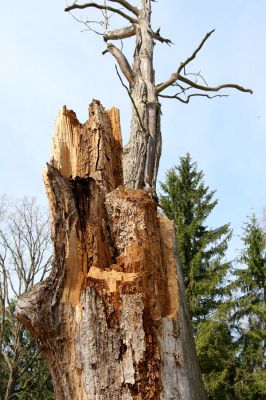 Petrovice nad Orlicí, 16.4.2010
Rezervace U Houkvice. Tito dva duboví velikáni se již asanace smrků nedožili...
Mots-clés: Petrovice nad Orlicí U Houkvice Osmoderma eremita barnabita Elater ferrugineus