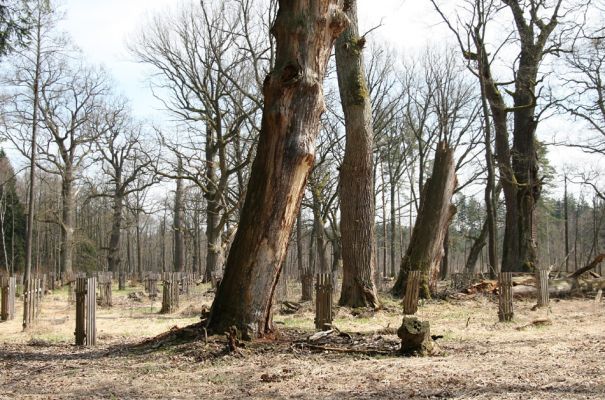 Petrovice nad Orlicí, 16.4.2010
Pohled na rezervaci U Houkvice čerstvě po asanaci smrkových houštin a vysázení mladých dubů.
Klíčová slova: Petrovice nad Orlicí U Houkvice Elater ferrugineus páchník Osmoderma