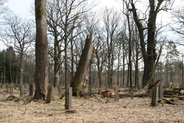 Petrovice nad Orlicí, 16.4.2010
Pohled na rezervaci U Houkvice čerstvě po asanaci smrkových houštin a vysázení mladých dubů.
Klíčová slova: Petrovice nad Orlicí U Houkvice Elater ferrugineus páchník Osmoderma