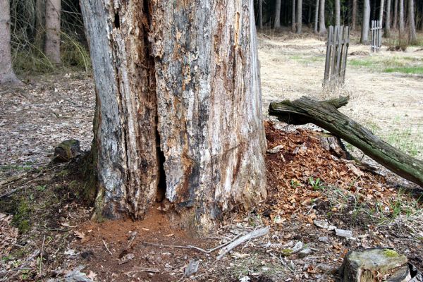 Petrovice nad Orlicí, 16.4.2010
Mrtvý dub v rezervaci U Houkvice.
Klíčová slova: Petrovice nad Orlicí U Houkvice Cardiophorus nigerrimus balteatus