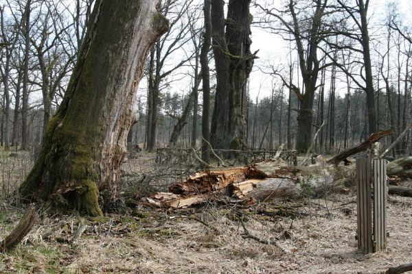 Petrovice nad Orlicí, 16.4.2010
Pohled na rezervaci U Houkvice čerstvě po asanaci smrkových houštin a vysázení mladých dubů.
Schlüsselwörter: Petrovice nad Orlicí U Houkvice Elater ferrugineus páchník Osmoderma Cardiophorus gramineus