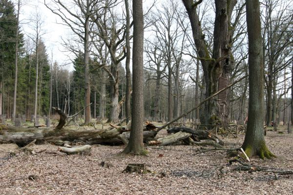 Petrovice nad Orlicí, 16.4.2010
Pohled na rezervaci U Houkvice čerstvě po asanaci smrkových houštin a vysázení mladých dubů.
Schlüsselwörter: Petrovice nad Orlicí U Houkvice Elater ferrugineus páchník Osmoderma