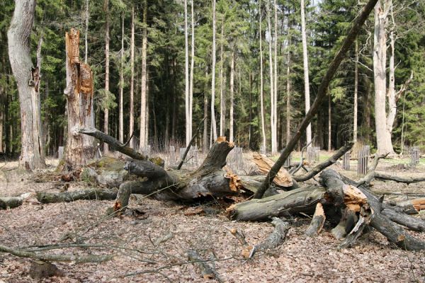 Petrovice nad Orlicí, 16.4.2010
Pohled na rezervaci U Houkvice čerstvě po asanaci smrkových houštin a vysázení mladých dubů.
Klíčová slova: Petrovice nad Orlicí U Houkvice Elater ferrugineus páchník Osmoderma