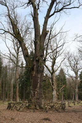 Petrovice nad Orlicí, 16.4.2010
Pohled na rezervaci U Houkvice čerstvě po asanaci smrkových houštin a vysázení mladých dubů.
Schlüsselwörter: Petrovice nad Orlicí U Houkvice Elater ferrugineus páchník Osmoderma Cardiophorus gramineus