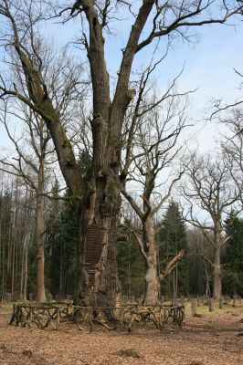Petrovice nad Orlicí, 16.4.2010
Pohled na rezervaci U Houkvice čerstvě po asanaci smrkových houštin a vysázení mladých dubů.
Schlüsselwörter: Petrovice nad Orlicí U Houkvice Elater ferrugineus páchník Osmoderma Cardiophorus gramineus