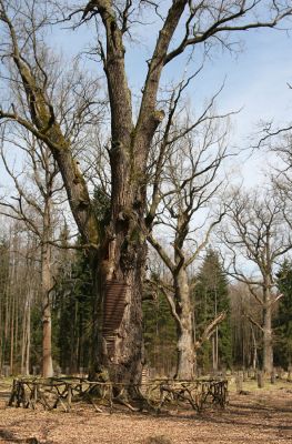 Petrovice nad Orlicí, 16.4.2010
Pohled na rezervaci U Houkvice čerstvě po asanaci smrkových houštin a vysázení mladých dubů.
Klíčová slova: Petrovice nad Orlicí U Houkvice Elater ferrugineus páchník Osmoderma Cardiophorus gramineus