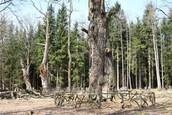 Petrovice nad Orlicí, 16.4.2010
Pohled na rezervaci U Houkvice čerstvě po asanaci smrkových houštin a vysázení mladých dubů.
Mots-clés: Petrovice nad Orlicí U Houkvice Elater ferrugineus páchník Osmoderma Cardiophorus gramineus