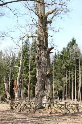 Petrovice nad Orlicí, 16.4.2010
Pohled na rezervaci U Houkvice čerstvě po asanaci smrkových houštin a vysázení mladých dubů.
Schlüsselwörter: Petrovice nad Orlicí U Houkvice Elater ferrugineus páchník Osmoderma Cardiophorus gramineus