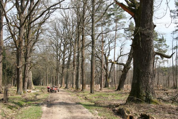 Petrovice nad Orlicí, 16.4.2010
Pohled na rezervaci U Houkvice čerstvě po asanaci smrkových houštin a vysázení mladých dubů.
Keywords: Petrovice nad Orlicí U Houkvice