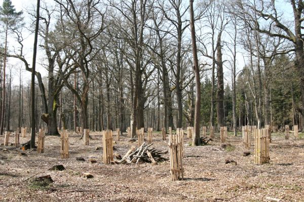 Petrovice nad Orlicí, 16.4.2010
Pohled na rezervaci U Houkvice čerstvě po asanaci smrkových houštin a vysázení mladých dubů.
Klíčová slova: Petrovice nad Orlicí U Houkvice