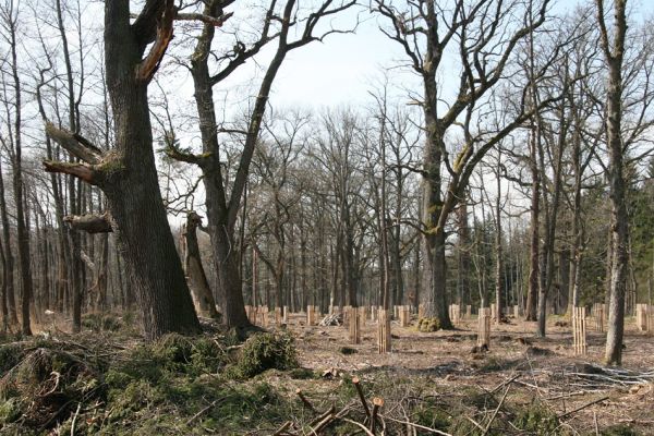 Petrovice nad Orlicí, 16.4.2010
Pohled na rezervaci U Houkvice čerstvě po asanaci smrkových houštin a vysázení mladých dubů.
Klíčová slova: Petrovice nad Orlicí U Houkvice