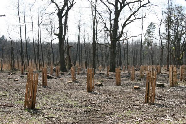 Petrovice nad Orlicí, 16.4.2010
Pohled na rezervaci U Houkvice čerstvě po asanaci smrkových houštin a vysázení mladých dubů.
Schlüsselwörter: Petrovice nad Orlicí U Houkvice