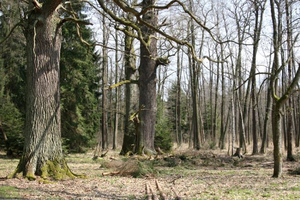 Petrovice nad Orlicí, 16.4.2010
Pohled na rezervaci U Houkvice čerstvě po asanaci smrkových houštin a vysázení mladých dubů.
Schlüsselwörter: Petrovice nad Orlicí U Houkvice