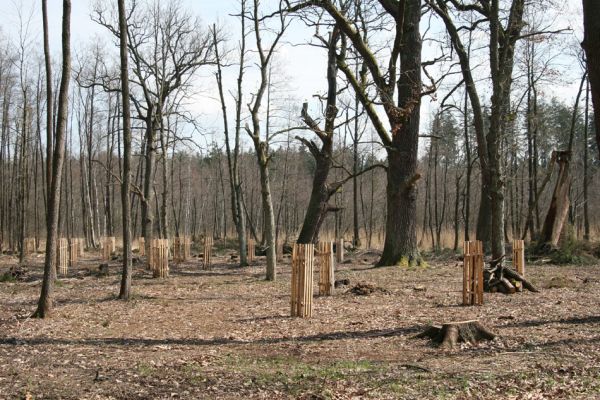 Petrovice nad Orlicí, 16.4.2010
Pohled na rezervaci U Houkvice čerstvě po asanaci smrkových houštin a vysázení mladých dubů.
Mots-clés: Petrovice nad Orlicí U Houkvice