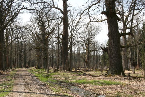 Petrovice nad Orlicí, 16.4.2010
Pohled na rezervaci U Houkvice čerstvě po asanaci smrkových houštin a vysázení mladých dubů.
Mots-clés: Petrovice nad Orlicí U Houkvice