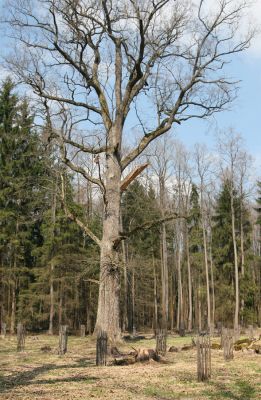 Petrovice nad Orlicí, 16.4.2010
Pohled na rezervaci U Houkvice čerstvě po asanaci smrkových houštin a vysázení mladých dubů.
Schlüsselwörter: Petrovice nad Orlicí U Houkvice