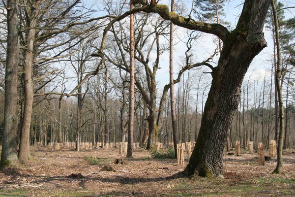 Petrovice nad Orlicí, 16.4.2010
Pohled na rezervaci U Houkvice čerstvě po asanaci smrkových houštin a vysázení mladých dubů.
Klíčová slova: Petrovice nad Orlicí U Houkvice