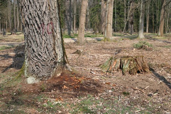 Petrovice nad Orlicí, 16.4.2010
Pohled na rezervaci U Houkvice čerstvě po asanaci smrkových houštin a vysázení mladých dubů. V trouchu u paty dubu, který se vysypal z horní dutiny je větší množství různých částí těl páchníků. 
Klíčová slova: Petrovice nad Orlicí U Houkvice páchník Osmoderma