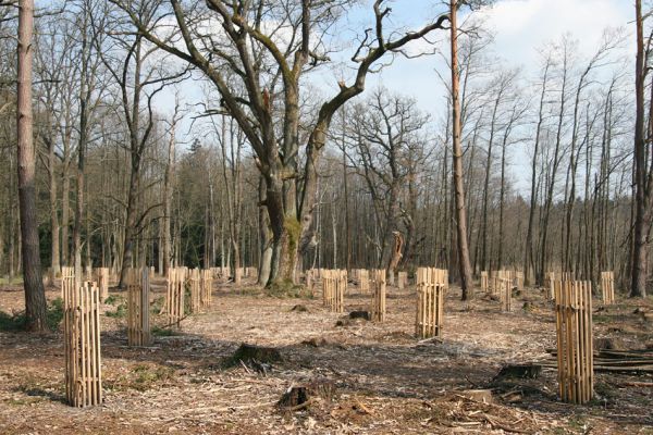 Petrovice nad Orlicí, 16.4.2010
Pohled na rezervaci U Houkvice čerstvě po asanaci smrkových houštin a vysázení mladých dubů.
Schlüsselwörter: Petrovice nad Orlicí U Houkvice