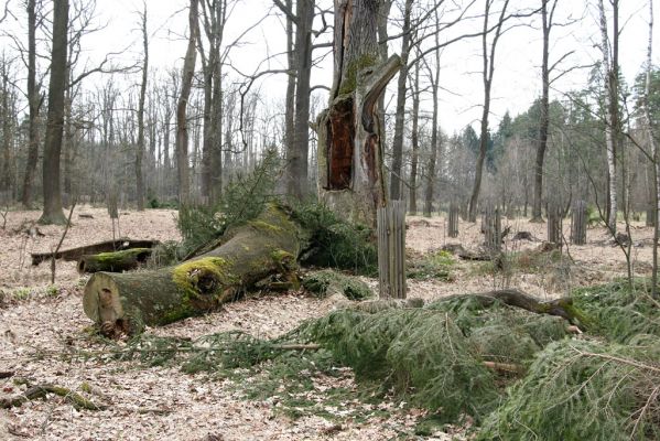 Petrovice nad Orlicí, 16.4.2010
Pohled na rezervaci U Houkvice čerstvě po asanaci smrků.
Keywords: Petrovice nad Orlicí U Houkvice Lacon querceus Ampedus cardinalis