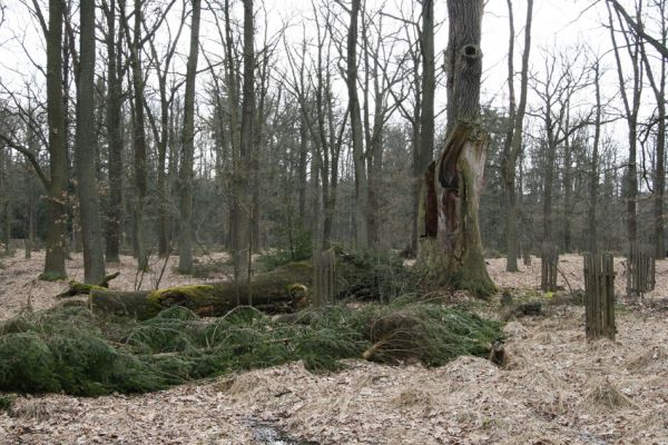 Petrovice nad Orlicí, 16.4.2010
Pohled na rezervaci U Houkvice čerstvě po asanaci smrků.
Mots-clés: Petrovice nad Orlicí U Houkvice Lacon querceus Ampedus cardinalis