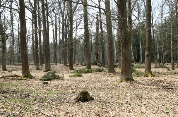 Petrovice nad Orlicí, 16.4.2010
Pohled na rezervaci U Houkvice čerstvě po asanaci smrků.
Schlüsselwörter: Petrovice nad Orlicí U Houkvice