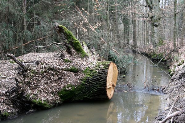 Týniště nad Orlicí, obora, 16.4.2010
Vyvrácený dub na břehu náhonu severozápadně od rybníka Rozkoš.
Klíčová slova: Týniště nad Orlicí obora