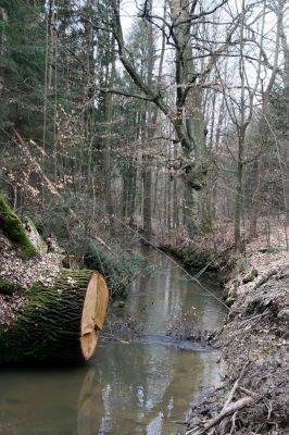 Týniště nad Orlicí, obora, 16.4.2010
Vyvrácený dub na břehu náhonu severozápadně od rybníka Rozkoš.
Klíčová slova: Týniště nad Orlicí obora