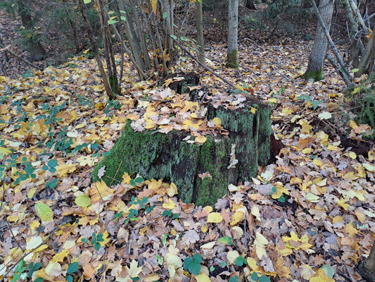 Týniště nad Orlicí, 1.11.2023
Petrovice - pařez dubu v lese u hájovny.
Mots-clés: Týniště nad Orlicí Petrovice obora Lacon querceus