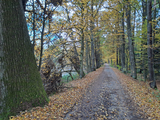 Týniště nad Orlicí, 1.11.2023
Duby U Houkvice.
Schlüsselwörter: Týniště nad Orlicí obora U Houkvice