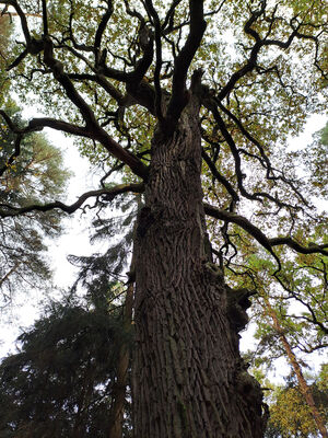 Týniště nad Orlicí, 1.11.2023
Dub v lese U Houkvice.
Keywords: Týniště nad Orlicí obora U Houkvice