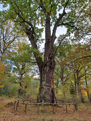 Týniště nad Orlicí, 1.11.2023
Největší z týnišťských dubů.
Schlüsselwörter: Týniště nad Orlicí obora U Houkvice