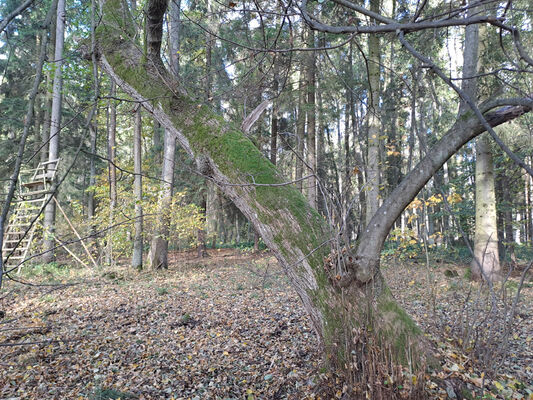 Týniště nad Orlicí, 1.11.2023
U Houkvice - lípa.
Mots-clés: Týniště nad Orlicí obora U Houkvice Calambus bipustulatus Hypoganus inunctus