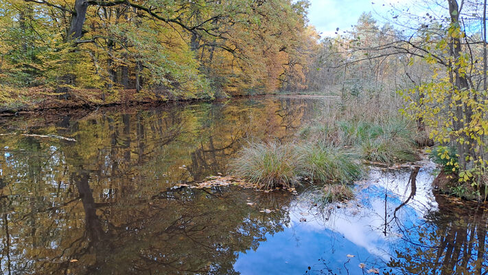 Týniště nad Orlicí, 1.11.2023
U Houkvice.
Keywords: Týniště nad Orlicí obora U Houkvice