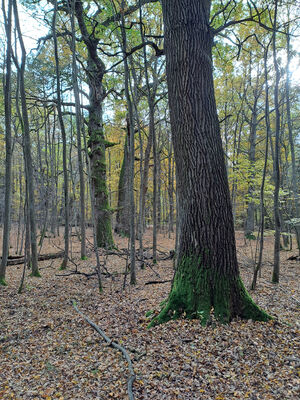 Týniště nad Orlicí, 1.11.2023
Duby v lese u Rozkoše.
Keywords: Týniště nad Orlicí obora rybník Rozkoš