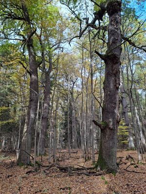 Týniště nad Orlicí, 1.11.2023
Duby u rybníka Rozkoš.
Keywords: Týniště nad Orlicí obora rybník Rozkoš