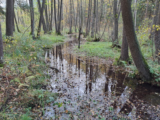 Týniště nad Orlicí, 1.11.2023
Olšina u rybníka Rozkoš.
Schlüsselwörter: Týniště nad Orlicí obora rybník Rozkoš