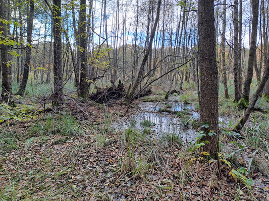 Týniště nad Orlicí, 1.11.2023
Olšina u rybníka Rozkoš.
Keywords: Týniště nad Orlicí obora rybník Rozkoš