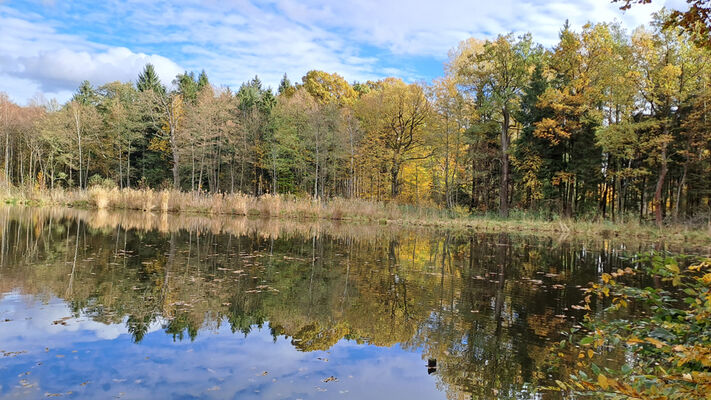 Týniště nad Orlicí, 1.11.2023
Rybník Rozkoš.
Keywords: Týniště nad Orlicí obora rybník Rozkoš