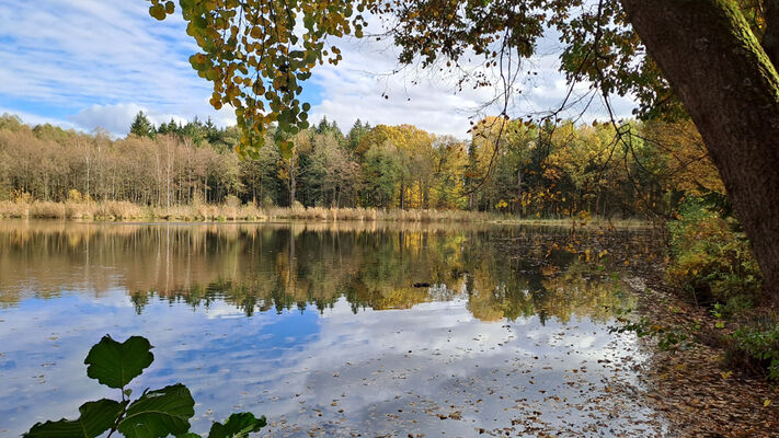 Týniště nad Orlicí, 1.11.2023
Rybník Rozkoš.
Keywords: Týniště nad Orlicí obora rybník Rozkoš