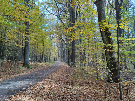 Týniště nad Orlicí, 1.11.2023
Duby u rybníka Rozkoš.
Mots-clés: Týniště nad Orlicí obora rybník Rozkoš