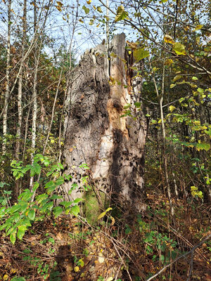 Týniště nad Orlicí, 1.11.2023
Pahýl dubu na okraji bývalé obory u cesty na Petrovice.
Keywords: Týniště nad Orlicí obora